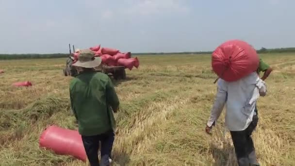 farmer is harvesting rice in Tay Ninh at 20/04/2016 - Imágenes, Vídeo