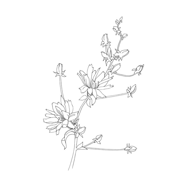 Chicory flowers. Hand drawn vector Illustration. - Vector, Image