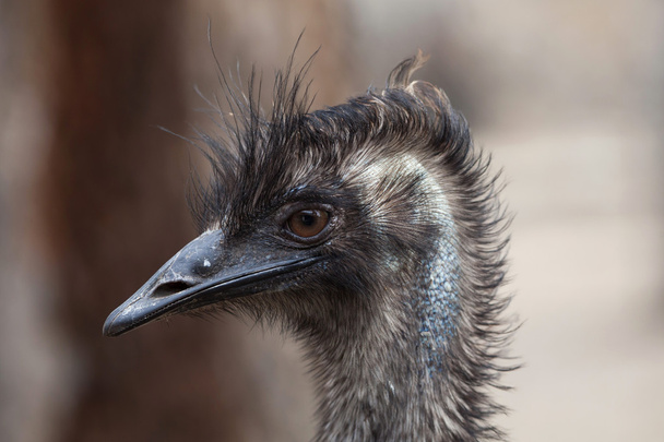 Emu (Dromaius novaehollandiae).  - Fotoğraf, Görsel