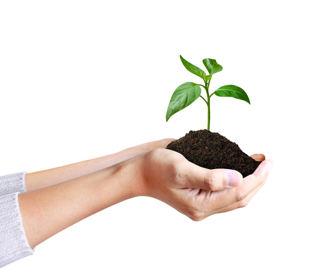 Зеленое растение в руке
 - Фото, изображение