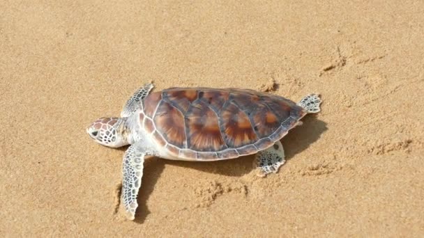turtle release festivals are organized in Andaman sea of Phuket Thailand - Footage, Video