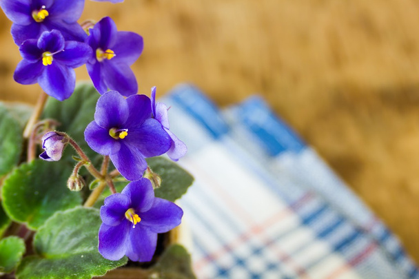 Violetas azules suaves
 - Foto, Imagen