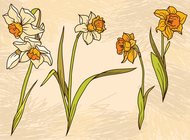 Set beautiful narcissus flowers on hand drawn background - Διάνυσμα, εικόνα