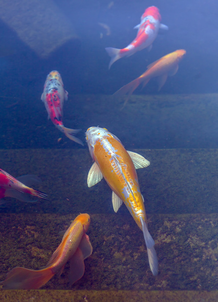 Japán ponty színes halak koi tó - Fotó, kép