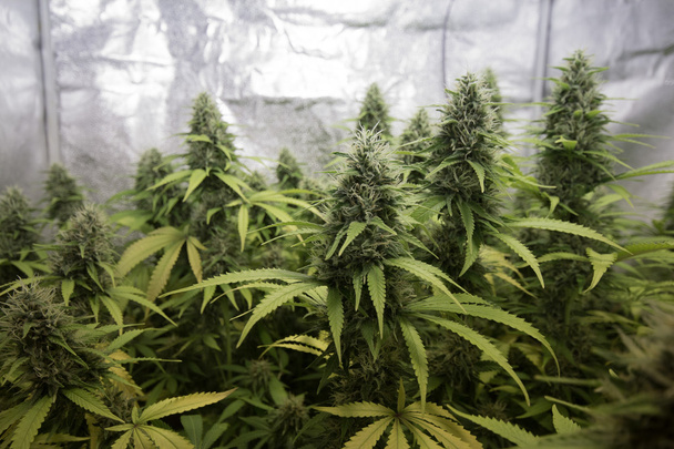 cannabis interior / plantas de marihuana
 - Foto, Imagen