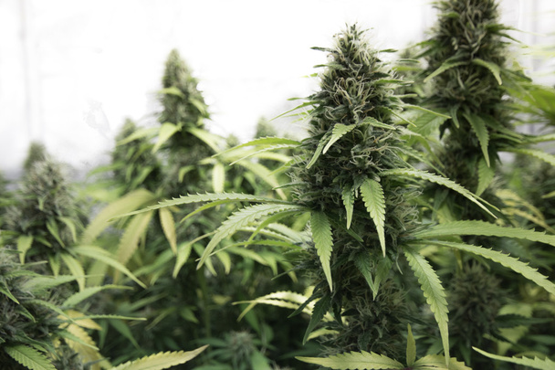 marihuana medyczna, pąki kwiatów konopi - Zdjęcie, obraz