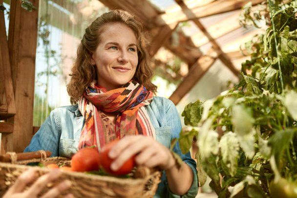 Friendly woman harvesting fresh tomatoes from the greenhouse garden putting ripe local produce in a basket - Photo, image