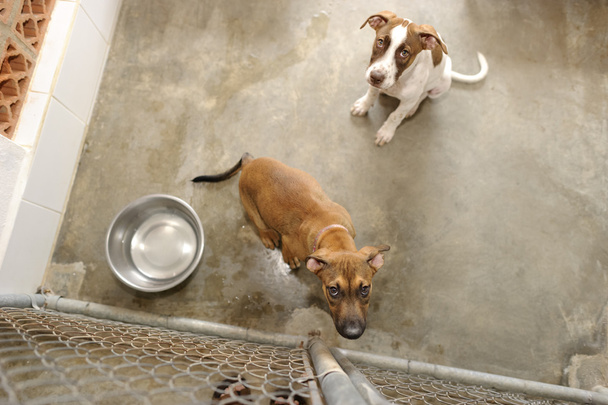避難所の犬の採用 - 写真・画像