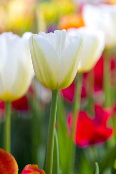 Beautiful tulips, fresh spring flowers, flowerbed - Φωτογραφία, εικόνα