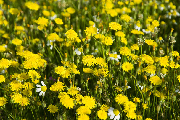 mnoho žluté květy - Fotografie, Obrázek