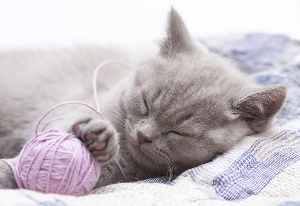 Sleeping kitten british - Valokuva, kuva