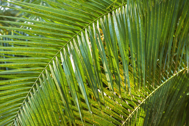 	The palm tree in rainforests. - Фото, зображення