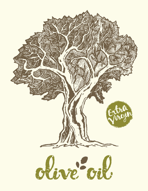 Hand drawn of olive tree - Вектор,изображение