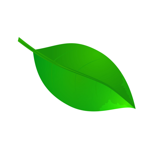 leaf icon in vector - Vector, Image