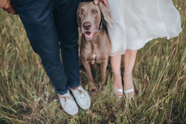 пара в свадебной одежде и охотничья порода собак на закате
 - Фото, изображение