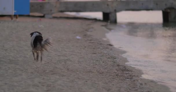 Špinavé bezdomovce zatoulaný pes na pláži - Záběry, video