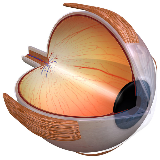 Eye Diagram three quarter view - Foto, afbeelding