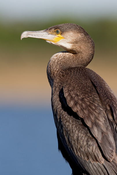 Great Cormorant (Phalacrocorax carbo) - Photo, Image