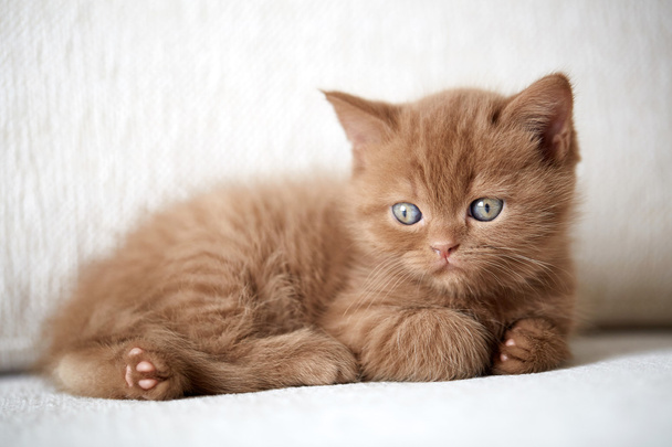 mooie kaneel kleur Britse kort haar kitten - Foto, afbeelding