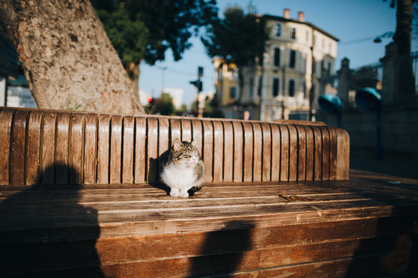 Katze sitzt auf Holzbank - Foto, Bild
