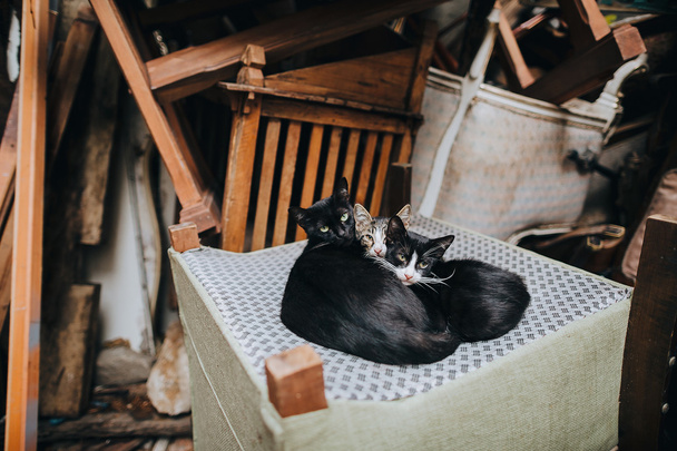 cats lying on chair in Istanbul - 写真・画像
