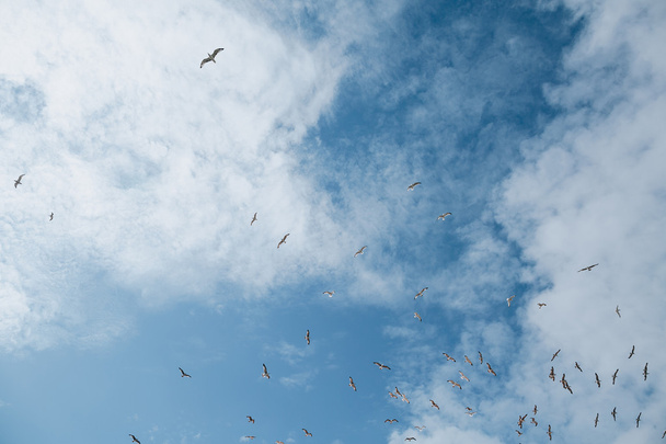 Flock of seagulls in sky - Fotó, kép