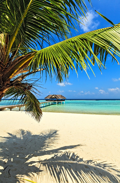 Playa tropical en el Océano Índico
 - Foto, imagen
