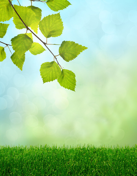 zelené trávě na jaře fantazie - Fotografie, Obrázek