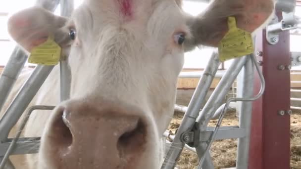 Curioso branco vaca cheirando câmera
 - Filmagem, Vídeo