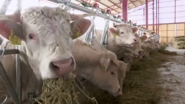 mucche bianche in una fattoria animali mangiano erba
 - Filmati, video