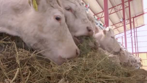 Weiße Kühe auf einem Bauernhof Tiere fressen Gras - Filmmaterial, Video