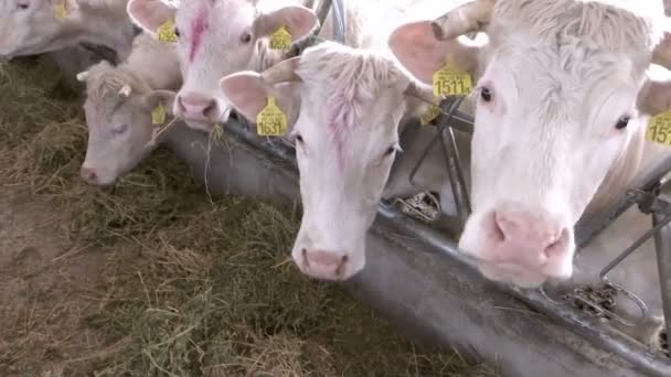 Weiße Kühe auf einem Bauernhof Tiere fressen Gras - Filmmaterial, Video