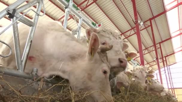 Vacas brancas em animais de fazenda comem grama
 - Filmagem, Vídeo