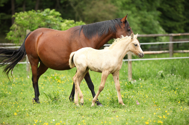 Beautiful mare with foal - Photo, Image