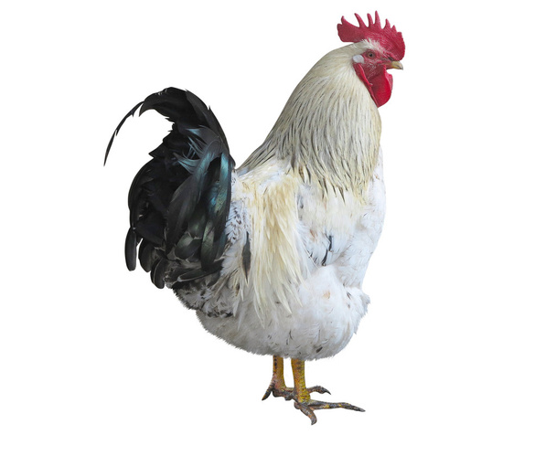 Chicken rooster cock isolated over white - Photo, Image