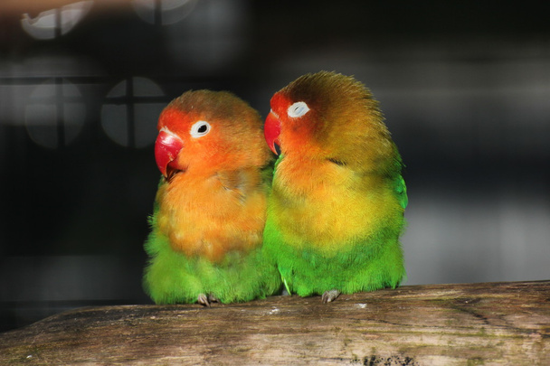 Two Lovebirds Close Together - Photo, Image