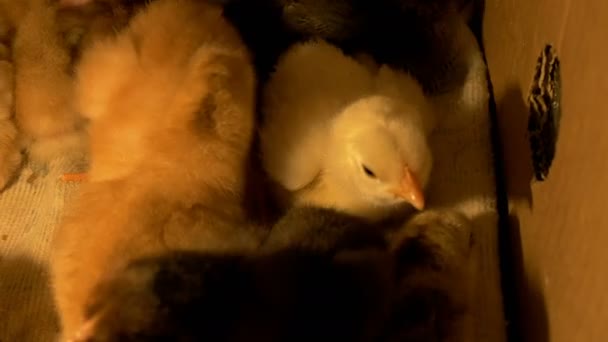 Chickens in the box - Footage, Video