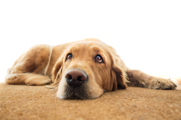 ゴールデンレトリバー成犬の肖像画 - 写真・画像