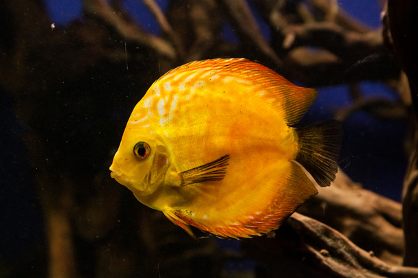 Exotic fish in the wild - Photo, Image