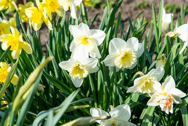 Flower bed with yellow daffodil flowers blooming in the spring, Spring flowers, floral, primroses - Photo, Image