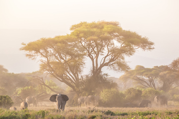 Olifanten voor Kilimanjaro, Amboseli, Kenia - Foto, afbeelding