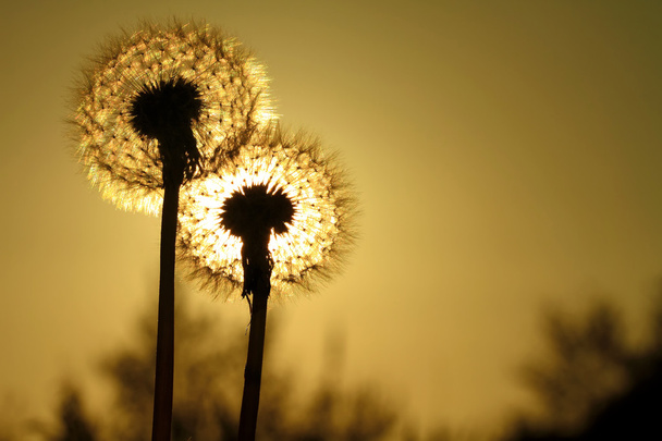 dandelion in front ot sunset - Photo, Image