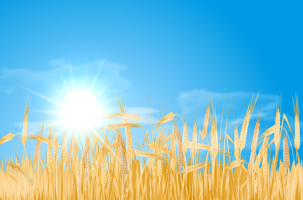 Абстрактный летний пейзаж с кукурузным полем, солнцем и облаками
 - Вектор,изображение