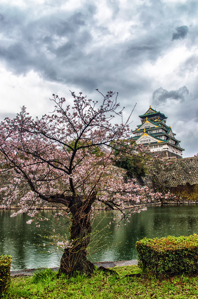 Sakura και το κάστρο - Φωτογραφία, εικόνα