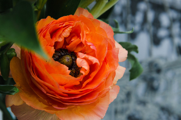 One beauty, spring orange, persian flower buttercup ranunculus macro. Rustic style, still life. Colorful holiday background. - Valokuva, kuva