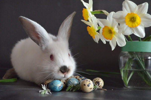 Conejo de Pascua con huevos de codorniz
 - Foto, Imagen