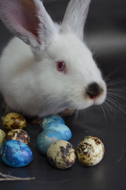Conejo de Pascua con huevos de codorniz
 - Foto, Imagen