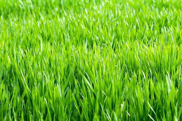 Frühlingswiese mit grünem Gras - Foto, Bild