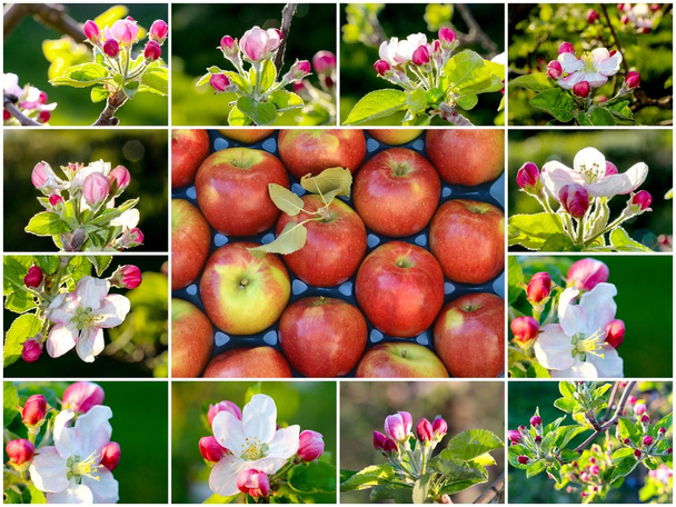 pembe elma çiçekleri ve elma, kolaj - Fotoğraf, Görsel