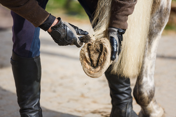 Hufe vom Pferd reinigen - Foto, Bild